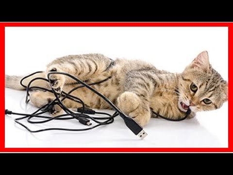 Why does my cat chew electrical cords?