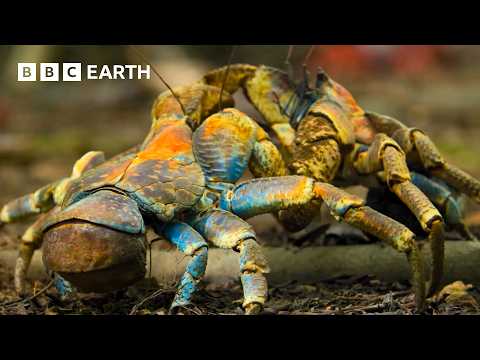 Incredible Moments from Nature - Narrated by David Attenborough | BBC Earth