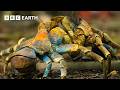 Incredible Moments From Nature Narrated By David Attenborough BBC Earth