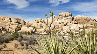 Joshua Tree National Park | Amazing America | The Best National Parks in America