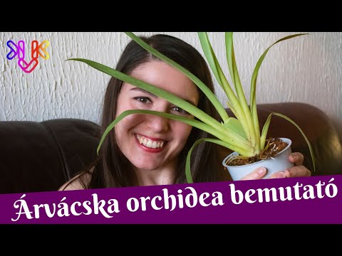 , title : 'Árvácska orchidea bemutató | 3+1 tudnivaló a Miltoniopsis orchideákról'
