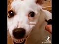 El Perro Auto No Es El Perro Auto