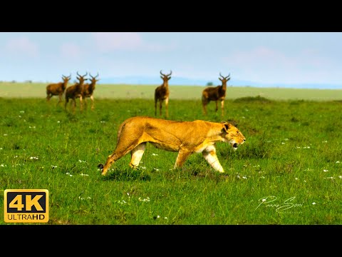 4K Wildlife: Lion, Elephant, Zebra, Antelope Wild Dog... In The African Savanna