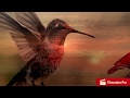 Phish - Corrina