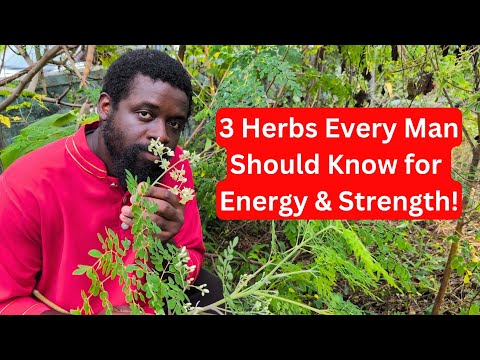 🌿 3 Powerful Jamaican Herbs Every Man Should Know for Strength, Vitality & Energy Naturally 💪