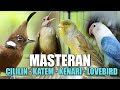 MASTERAN CILILIN KENARI KAPAS TEMBAK LOVEBRID COCOK BUAT MATERI LOMBA