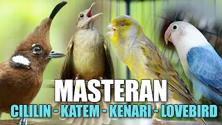 Download lagu MASTERAN CILILIN - KENARI - KAPAS TEMBAK - LOVEBRID COCOK BUAT MATERI LOMBA mp3