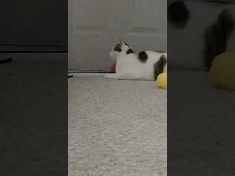 Lulu and Gatica video