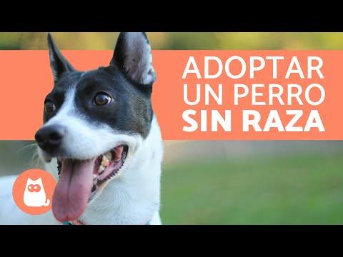 10 reasons to adopt a mixed-breed dog