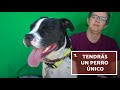  Perro mestizo - 10 razones para ADOPTAR UN PERRO SIN RAZA