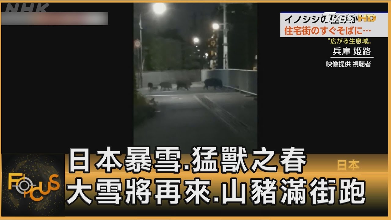 日本暴雪、猛獸之春 大雪將再來 山豬滿街跑