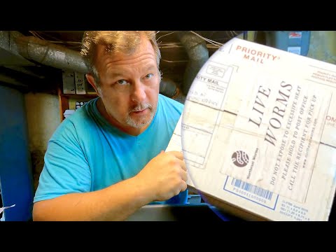 New African nightcrawlers from Northeast Worms - worm farm vermicompost