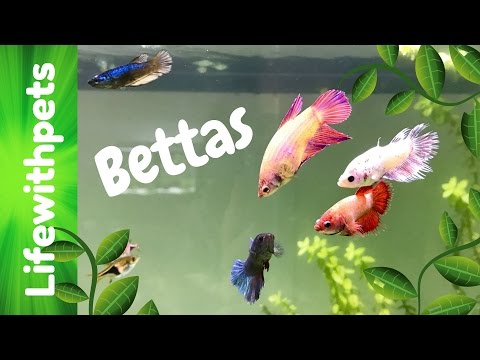 Betta Community Tank Update
