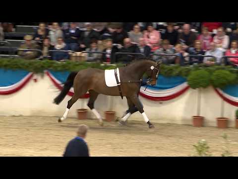 Die Verbandshengste 2020 - Larimar v. Lavall II - Lord