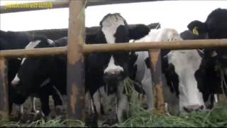 مشروع الابقار الحلابة التكلفة المتوقعة والعائد الاقتصادي المربح