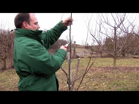 Schnittanleitung: Junge Steinobstbäume schneiden (Winterschnitt)