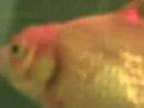 Goldfish with a rock stuck in his/her mouth. - YouTube