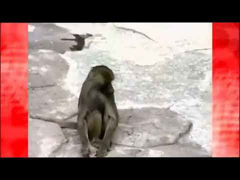 Apes are also stupid