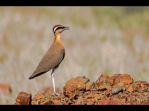 Mugdha Babhulgaonkar News reading+ shop Advertisement voice over