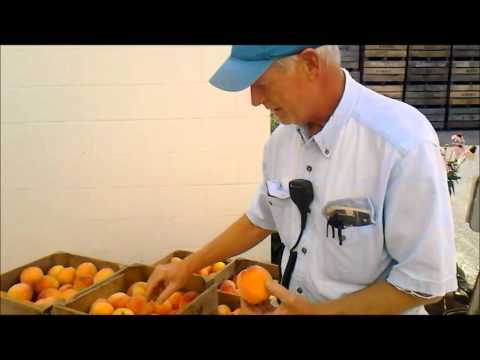How to Pick a Perfect Peach at Farmers Market