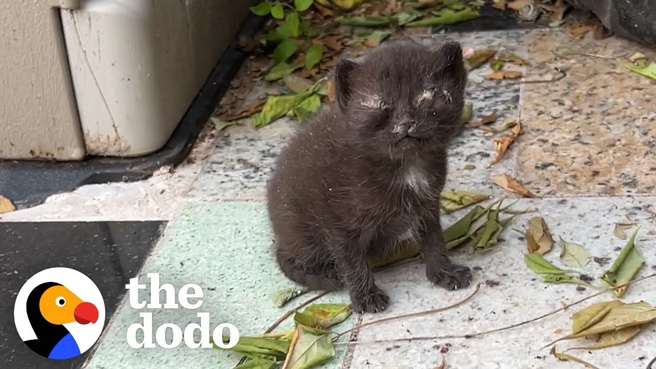 Backyard Kittens Rescued By Woman End Up Stealing The Spotlight | The Dodo