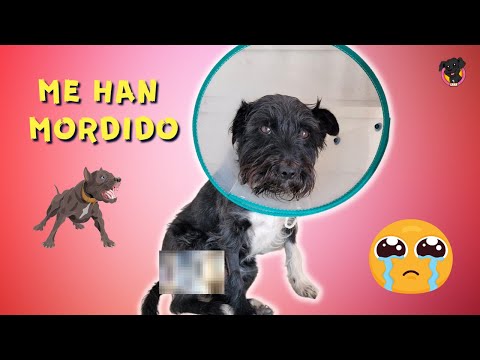 Me han MORDIDO dos PERROS / RUTINA estando Lana MALITA