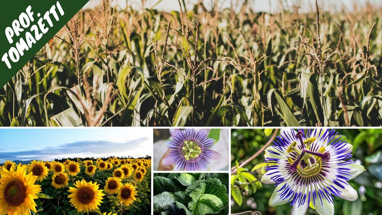 Melhoramento para espécies Alógamas PARTE I | Melhoramento Genético Vegetal