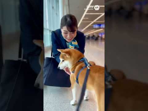 空港で柴犬を見つけたCAさんの反応