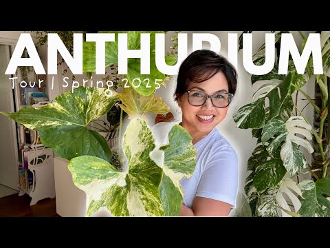 Anthurium Tour Update | 35 Plants + Secret Seedlings!