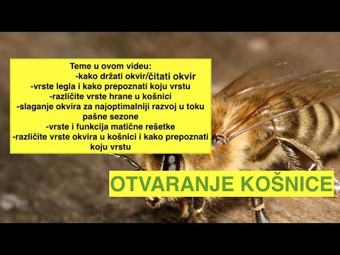 🐝Kako pročitati košnicu s pčelama i savjeti @kosnica.eu (osnove pčelarstva)🍯pčelarstvo 2025