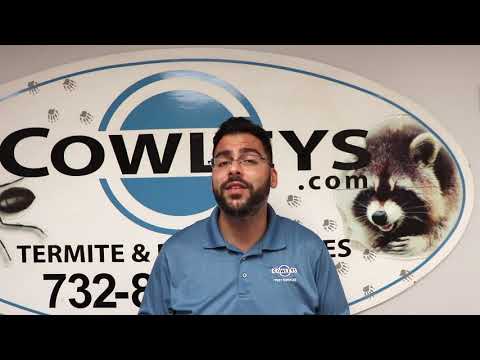 Expert Tips To Avoid Summer Pest Threats