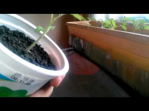 Супер стаканчики для пикировки рассады! Очень просто и удобно!