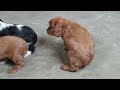 Cavalier King Charles Spaniel dogs for sale: Cody - Video 1