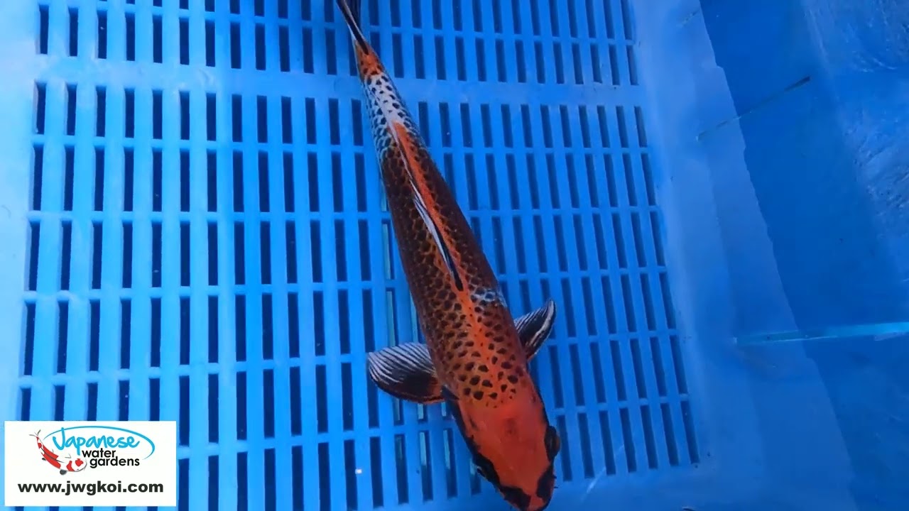 6185 Kujaku 8to10in £99