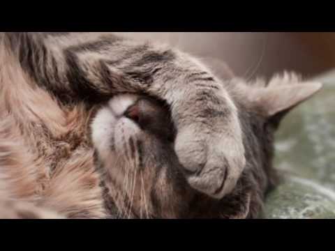 Care for Cats - Vomiting of Blood in Cats - Cat Tips