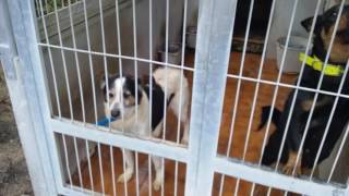 perros albergue oviedo