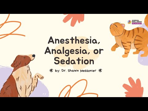 Anesthesia, analgesia, or sedation?