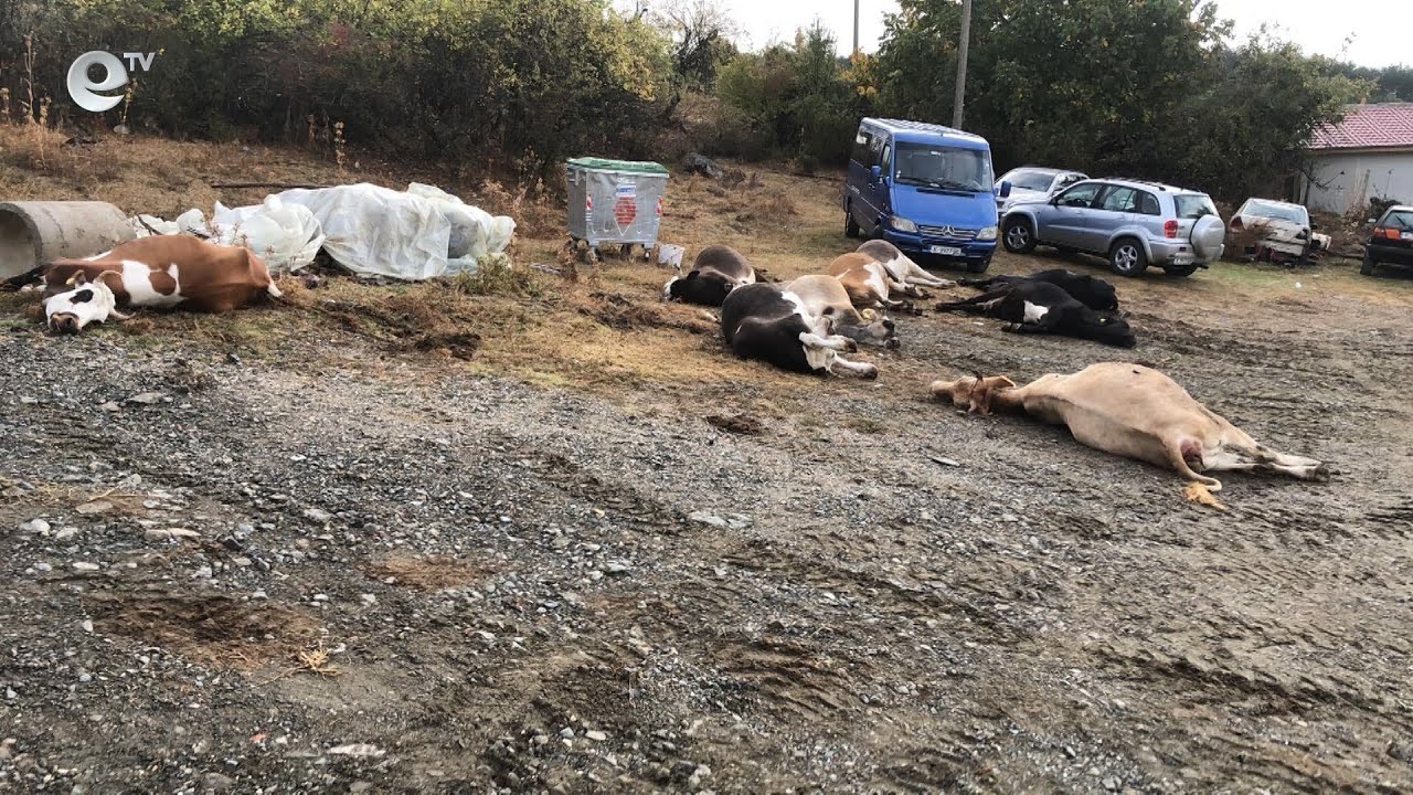 Откриха огнище на бруцелоза в кирковско, умъртвени са 18 крави