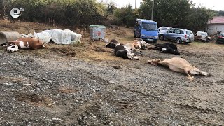 Откриха огнище на бруцелоза в кирковско, умъртвени са 18 крави