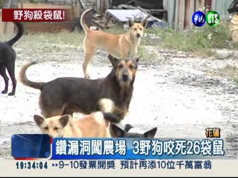 3野狗闖農場 一夜間咬死26袋鼠