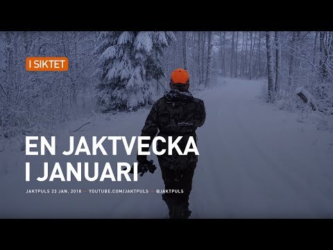 En jaktvecka i januari