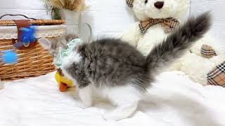 ノルウェージャンフォレストキャットの動画02