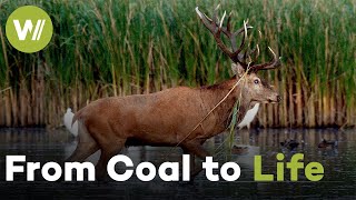 The Lausitz: How Germany's Coal Mines Turned Wild Again | Metamorphoses (4/5)