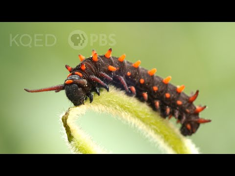 The Pipevine Caterpillar Thrives in a Toxic Love Triangle | Deep Look