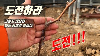 도전하라 그렇지 않으면 매일 늙어갈 뿐이다-쪼만한 도전