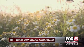 Pollen count high as allergy season underway