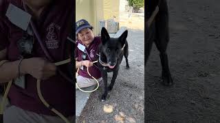 Video preview image #1 German Shepherd Dog Puppy For Sale in Pasadena, CA, USA