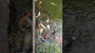カオス過ぎやろ #Shorts #鯉 #池