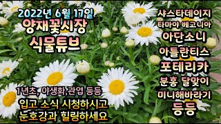 양재꽃시장 식물튜브 [2022년 6월 17일 // 썸머쥬얼핑크세이지, 분홍달맞이, 타마야 베고니아, 폴스타 …