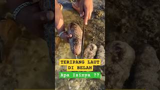 Download lagu Apa yang Terjadi Saat Teripang Laut Dibelah? Hasilnya Mengejutkan! #teripang #seacucumber mp3